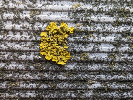 background, bright yellow lichen on ribbed cement fence, grunge