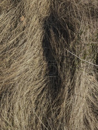 Téléchargez les photos : Gros plan de foin brun sec - en image libre de droit