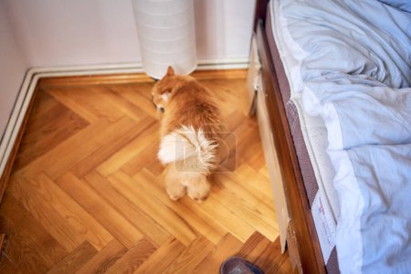 un gato rojo esponjoso frota contra la lámpara junto a la cama                