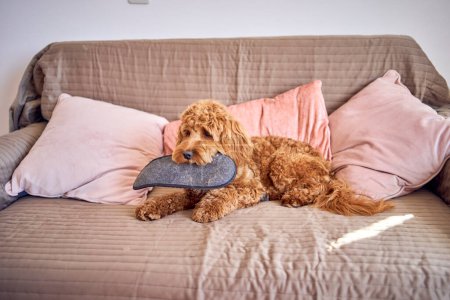 Photo for A cockapoo with a stolen slipper on the sofa - Royalty Free Image