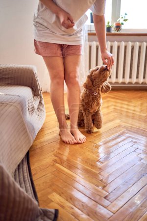             a young woman trains her cockapoo                   