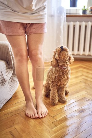 Photo for A young woman trains her cockapoo - Royalty Free Image