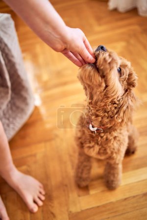 Photo for A cockapoo eats a treat, close-up - Royalty Free Image