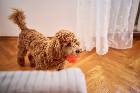  cockapoo carries a small orange ball in its teeth                     