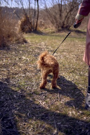  7 month old cockapoo girl on a leash walks on a sunny day                 