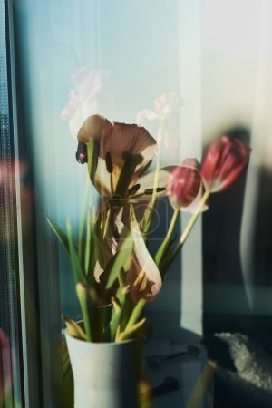 Téléchargez les photos : Les tulipes flétries sur le rebord de la fenêtre, la beauté du flétrissement, la métaphore du vieillissement, la beauté de la vieillesse, la double exposition artistique - en image libre de droit