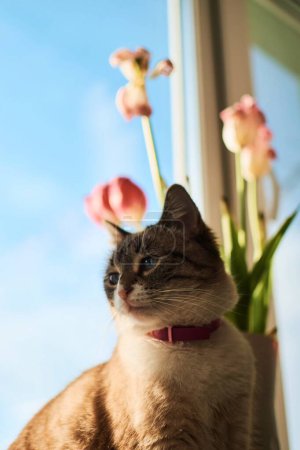 Téléchargez les photos : Chat thaï jouer avec les tulipes flétries sur le rebord de la fenêtre, la beauté du flétrissement, la métaphore du vieillissement, la beauté de la vieillesse, double exposition artistique - en image libre de droit