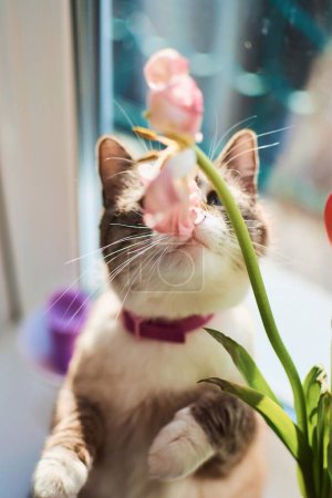 thai cat play with the wilted tulips on the windowsill, the beauty of wilting, the metaphor of aging, the beauty of old age, artistic double exposure