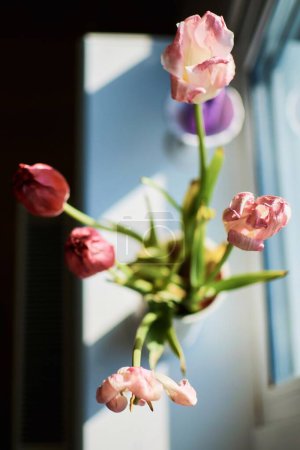 tulipes fanées sur le rebord de la fenêtre, la beauté du flétrissement, la métaphore du vieillissement, la beauté de la vieillesse
