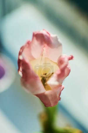 Téléchargez les photos : Tulipes fanées sur le rebord de la fenêtre, la beauté du flétrissement, la métaphore du vieillissement, la beauté de la vieillesse - en image libre de droit