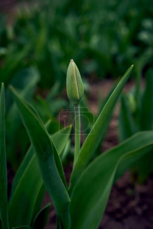 unopened spring tulips in a flower bed