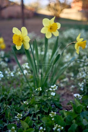            the spring flowers on the flowerbed, daffodils                    