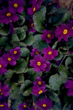 las violetas en un parterre en el campo abierto, fondo                        