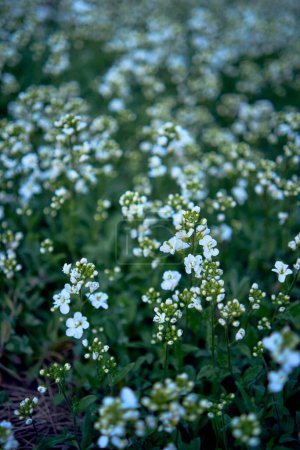 Téléchargez les photos : Petites fleurs blanches printanières, texture, fond - en image libre de droit