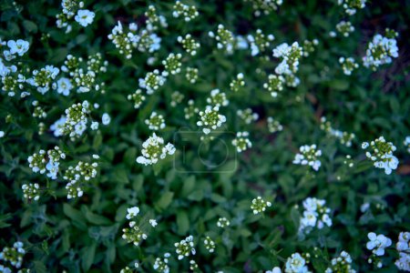 petites fleurs blanches printanières, texture, fond