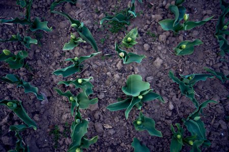 Téléchargez les photos : Les tulipes vertes non ouvertes plantées en rangs, le fond de la plante - en image libre de droit