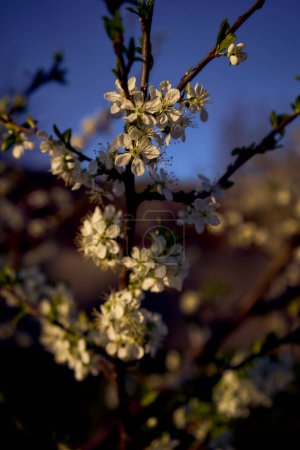 une fleur de cerisier aigre au coucher du soleil