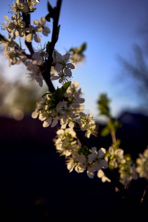una flor de cerezo agria en la puesta del sol
