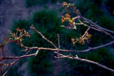  erste Frühlingssprossen eines Walnussbaums