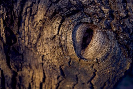  eye shaped hollow in a walnut tree
