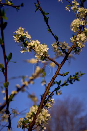 a sour cherry blossom on the background of the sky at dawn         