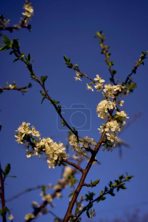 a sour cherry blossom on the background of the sky at dawn         
