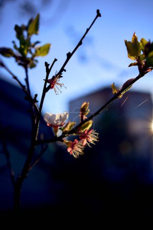      eine Kirschblüte auf dem Hintergrund des Himmels im Morgengrauen                          