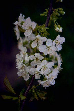 sour cherry blossom in sunset                     