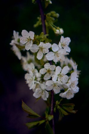 sour cherry blossom in sunset                     