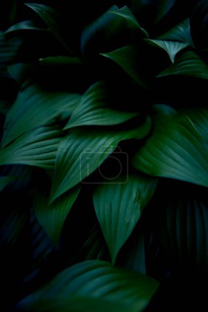 Hosta plantaginea texture, background
