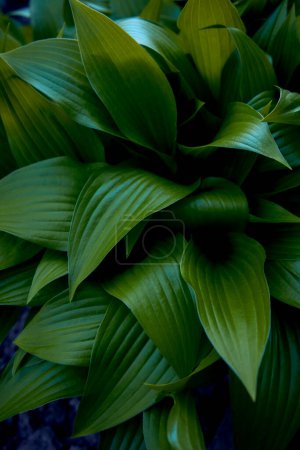 Hosta plantaginea texture, background
