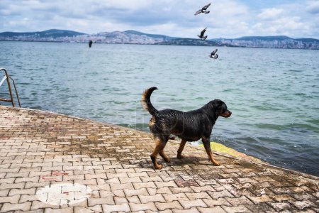 Téléchargez les photos : Rottweilers jouent sur la jetée de l'île Prince surplombant Istanbul - en image libre de droit