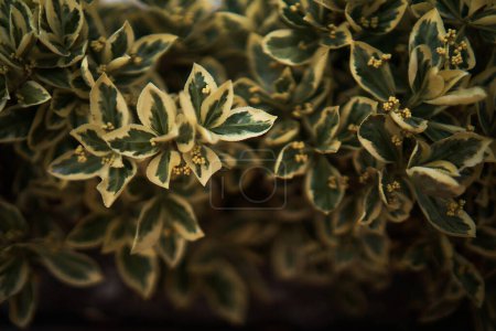 an Emerald Gaiety, bush, plant background