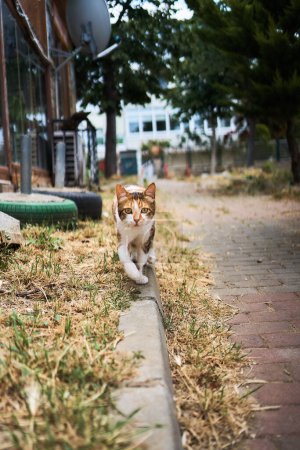 Sanfte Calico-Katze am Strand von Istanbul