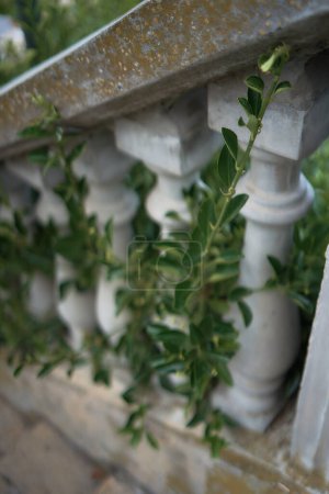 an ivy woven on antique columns