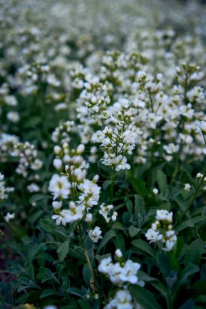 a small white flowers creep on the ground, plant background