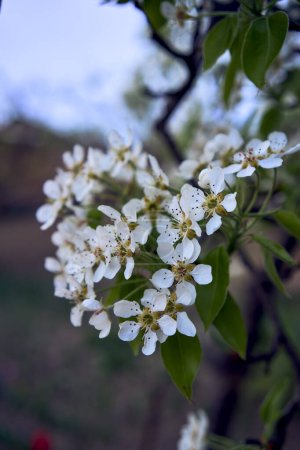 eine Birnenbaumblüte, pflanzlicher Hintergrund