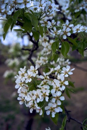 eine Birnenbaumblüte, pflanzlicher Hintergrund