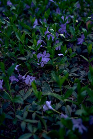 Téléchargez les photos : Une pervenche fleurs rampant sur le sol, texture, fond - en image libre de droit