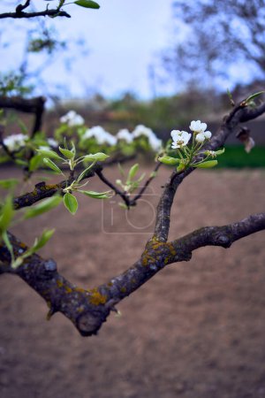 a pear branch with blossom