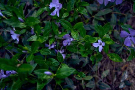 a periwinkle flowers creeping on the ground, texture, background