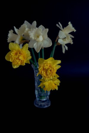 a daffodils in a crystal vase on a black background