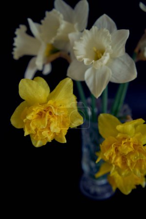 a daffodils in a crystal vase on a black background