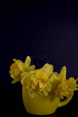flower arrangement of yellow daffodils  in a yellow cup on a black background