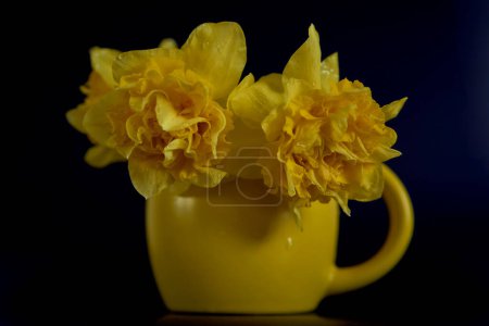 flower arrangement of yellow daffodils  in a yellow cup on a black background