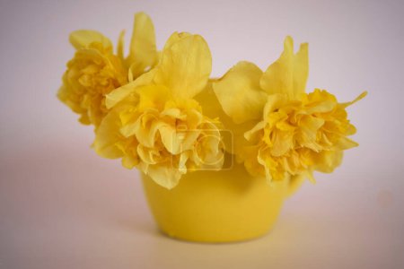    flower arrangement of yellow daffodils  in a yellow cup on a pink background                            