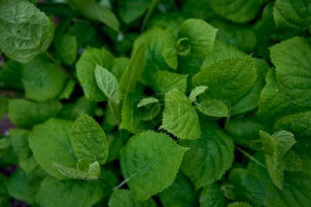 textura de hojas de hortensia joven, protector de pantalla para smartphone