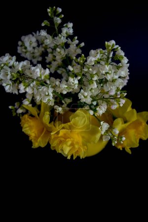 a  flower arrangement of yellow daffodils and white Arabis Caucasica in a yellow cup on a black background                     