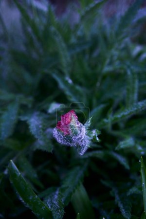 Photo for Leaves and buds of the poppy are covered with dew and water droplets after the rain - Royalty Free Image