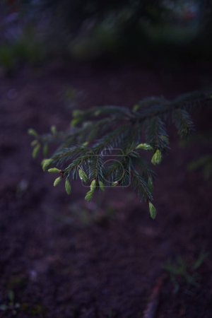 Foto de Las nuevas ramitas crecen en un árbol de coníferas - Imagen libre de derechos